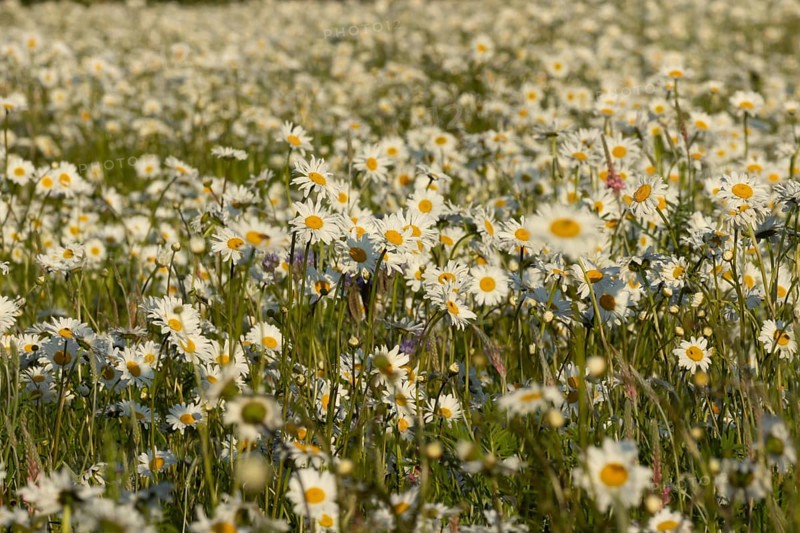 Oxeye daisy (Leucanthemum vulgare) flowers in a meadow in summer, England, United Kingdom