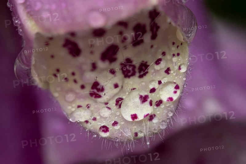 Foxglove (Digitalis purpurea) flower with water droplets in summer, England, United Kingdom