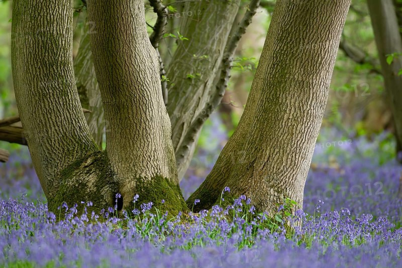 Common English bluebell (Hyacinthoides non-scripta) flowers in a woodland in spring, England, United Kingdom