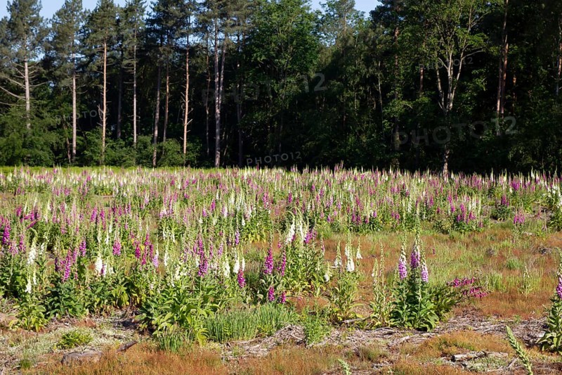 Foxglove (Digitalis purpurea) flowers in a woodland in summer, England, United Kingdom
