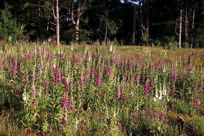 Foxglove (Digitalis purpurea) flowers in a woodland in summer, England, United Kingdom