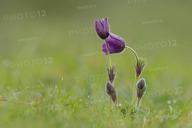 Pasque (Pulsatilla vulgaris) flower in spring, England, United Kingdom