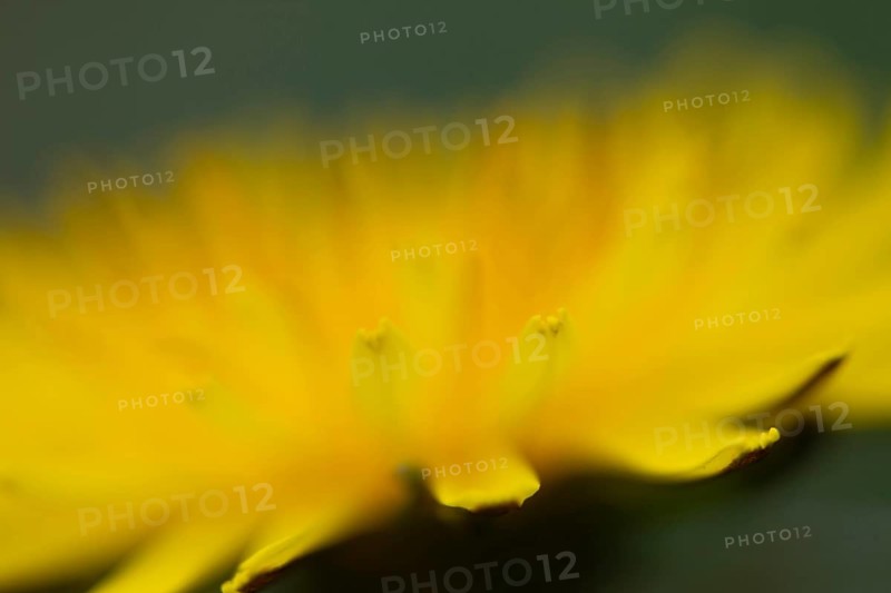 Common dandelion (Taraxacum officinale) flower, England, United Kingdom