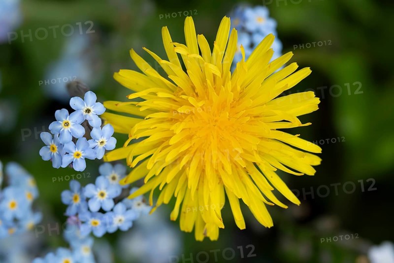 Common dandelion (Taraxacum officinale) flower, England, United Kingdom