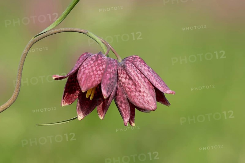 Snake's head fritillary (Fritillaria meleagris) flowers in a meadow, England, United Kingdom