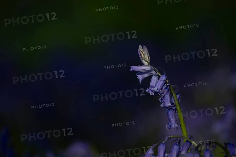 Common English bluebell (Hyacinthoides non-scripta) flower in a woodland in spring, England, United Kingdom
