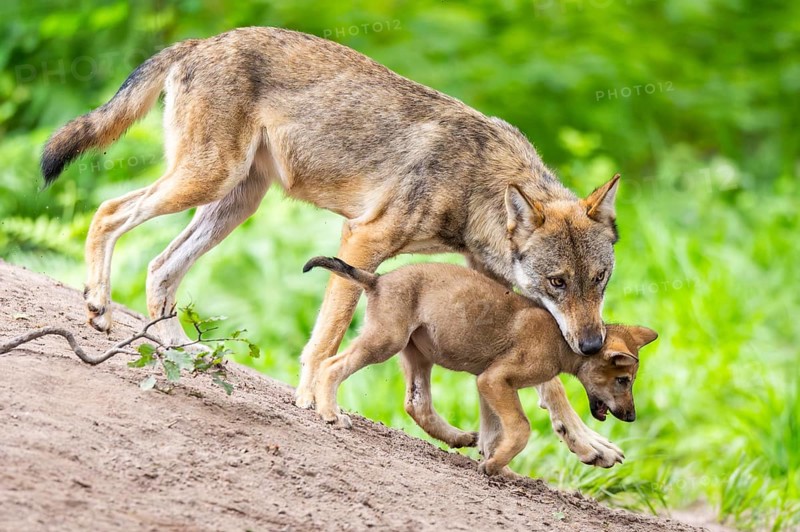 Eurasian wolf (Canis lupus lupus) mother playing with her cub (youngster) on a little sand hill in the forest, Hesse, Germany