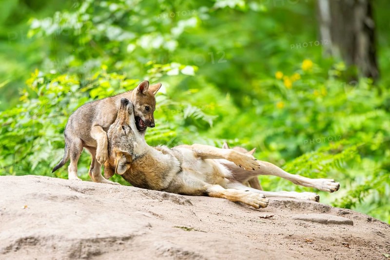 Eurasian wolf (Canis lupus lupus) mother playing with her cub (youngster) on a little sand hill in the forest, Hesse, Germany