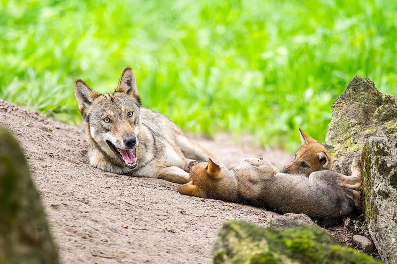 Eurasian wolf (Canis lupus lupus) mother playing with her cub (youngster) on a little sand hill in the forest, Hesse, Germany