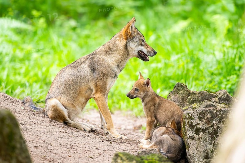 Eurasian wolf (Canis lupus lupus) mother playing with her cub (youngster) on a little sand hill in the forest, Hesse, Germany