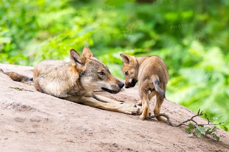 Eurasian wolf (Canis lupus lupus) mother playing with her cub (youngster) on a little sand hill in the forest, Hesse, Germany