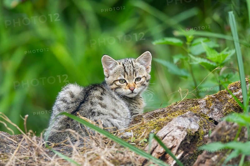 European wildcat (Felis silvestris) youngster lying on a tree trunk, Hesse, Germany