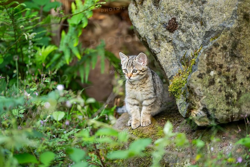 European wildcat (Felis silvestris) youngster sitting on a rock, Hesse, Germany