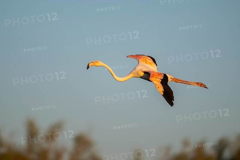 Greater Flamingo (Phoenicopterus roseus) landing at sunset, Parc Naturel Regional de Camargue, France