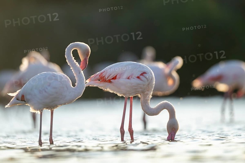 Greater Flamingo (Phoenicopterus roseus) standing in the water cleaning its feathers at sunset, Parc Naturel Regional de Camargue, France