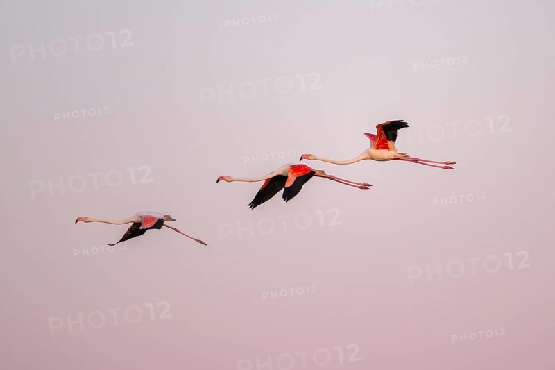 Greater Flamingo (Phoenicopterus roseus) flying in the sky at sunset, Parc Naturel Regional de Camargue, France