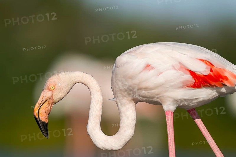 Greater Flamingo (Phoenicopterus roseus), portrait, Parc Naturel Regional de Camargue, France