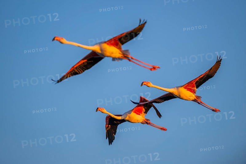 Greater Flamingo (Phoenicopterus roseus) flying in the sky at sunset, Parc Naturel Regional de Camargue, France