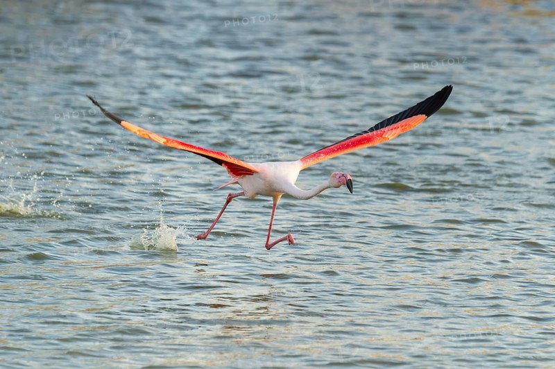 Greater Flamingo (Phoenicopterus roseus) starts flying from the water at sunset, Parc Naturel Regional de Camargue, France