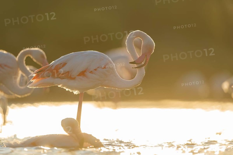 Greater Flamingo (Phoenicopterus roseus) standing in the water cleaning its feathers at sunset, Parc Naturel Regional de Camargue, France