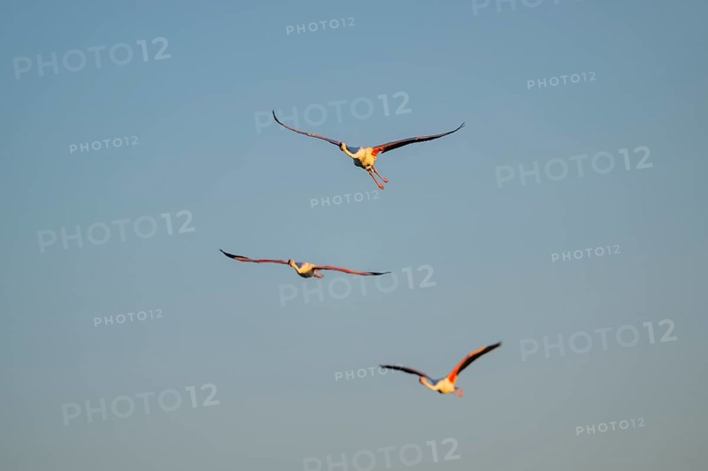 Greater Flamingo (Phoenicopterus roseus) flying in the sky at sunset, Parc Naturel Regional de Camargue, France