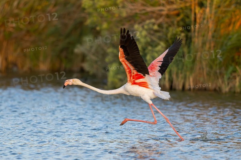 Greater Flamingo (Phoenicopterus roseus) starts flying from the water at sunset, Parc Naturel Regional de Camargue, France
