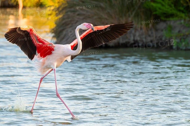 Greater Flamingo (Phoenicopterus roseus) landing in the water at sunset, Parc Naturel Regional de Camargue, France