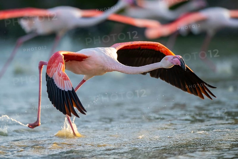 Greater Flamingo (Phoenicopterus roseus) starts flying from the water at sunset, Parc Naturel Regional de Camargue, France