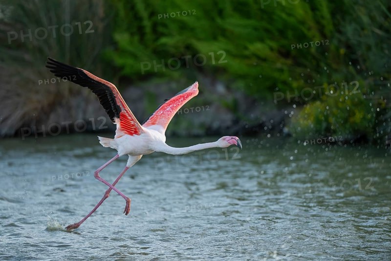 Greater Flamingo (Phoenicopterus roseus) starts flying from the water at sunset, Parc Naturel Regional de Camargue, France