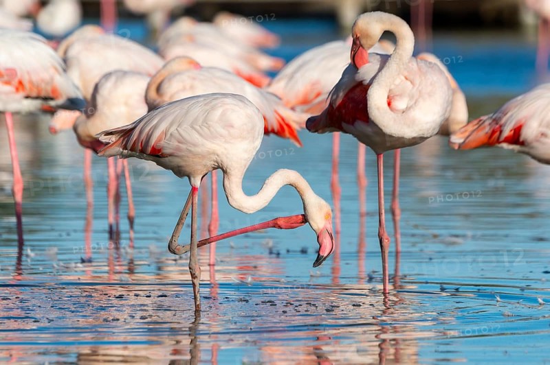 Greater Flamingos (Phoenicopterus roseus) standing in the water, Parc Naturel Regional de Camargue, France