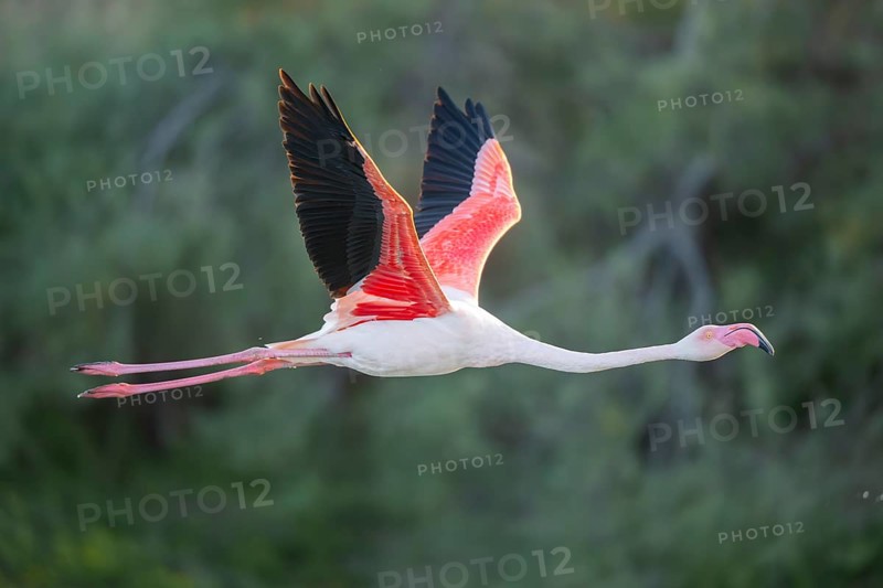 Greater Flamingo (Phoenicopterus roseus) starts flying from the water at sunset, Parc Naturel Regional de Camargue, France