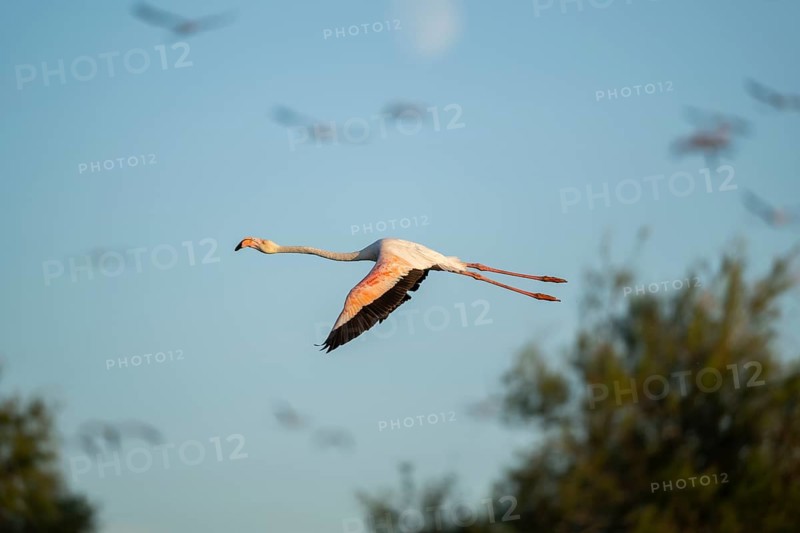 Greater Flamingo (Phoenicopterus roseus) flying in the sky, Parc Naturel Regional de Camargue, France