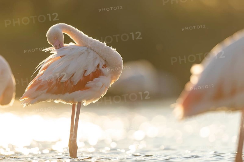 Greater Flamingo (Phoenicopterus roseus) standing in the water cleaning its feathers at sunset, Parc Naturel Regional de Camargue, France