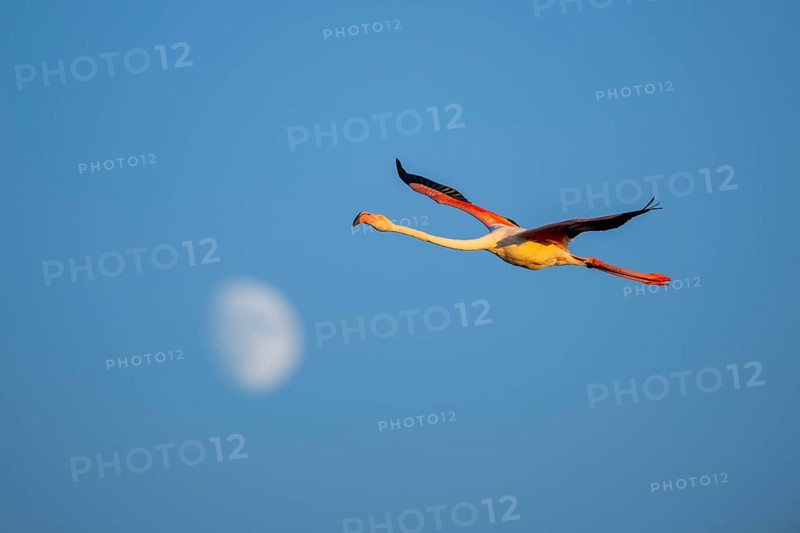 Greater Flamingo (Phoenicopterus roseus) flying in the sky with the moon in the background at sunset, Parc Naturel Regional de Camargue, France
