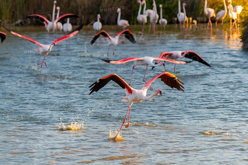 Greater Flamingo (Phoenicopterus roseus) starts flying from the water at sunset, Parc Naturel Regional de Camargue, France