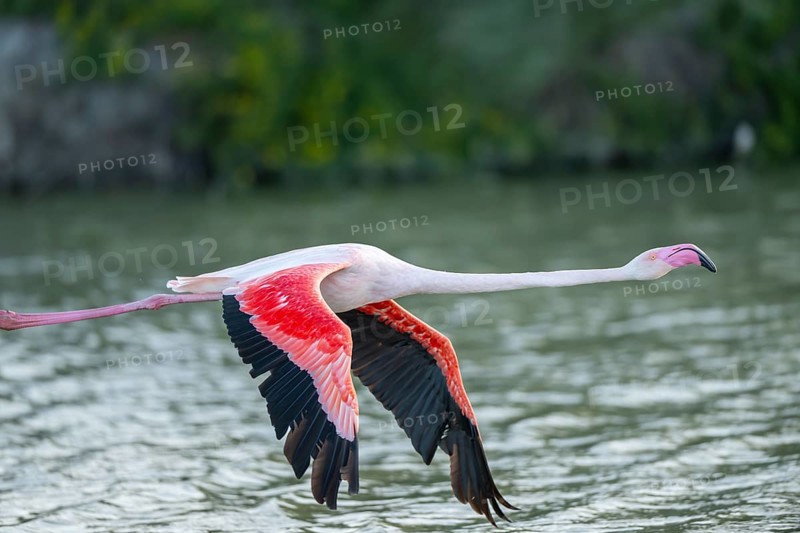 Greater Flamingo (Phoenicopterus roseus) starts flying from the water at sunset, Parc Naturel Regional de Camargue, France