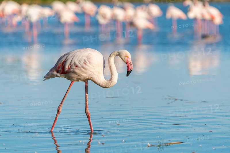 Greater Flamingo (Phoenicopterus roseus) walking in the water, Parc Naturel Regional de Camargue, France