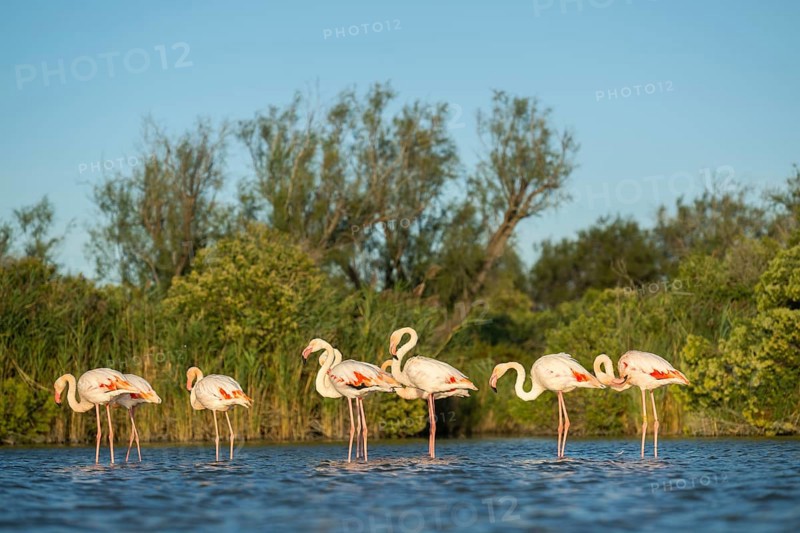 Greater Flamingos (Phoenicopterus roseus) standing in the water, Parc Naturel Regional de Camargue, France