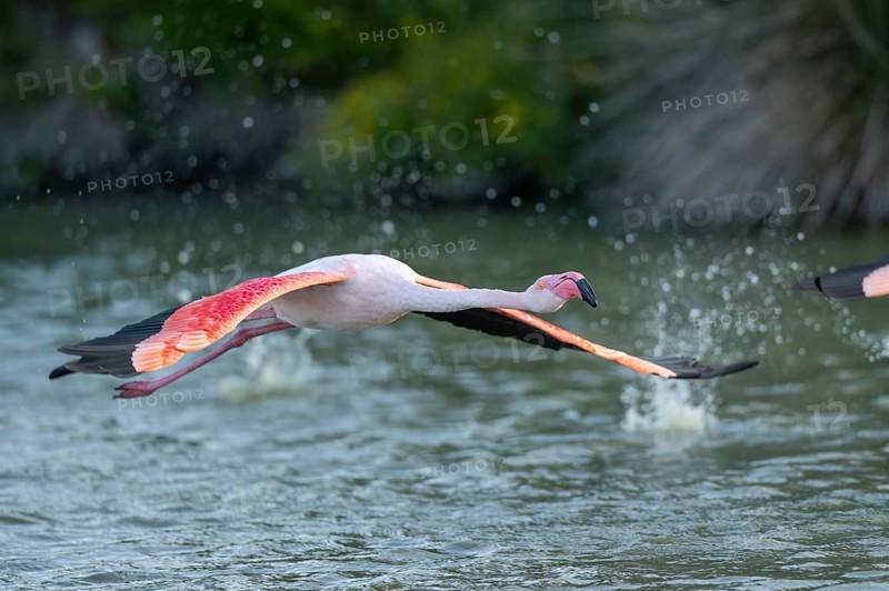 Greater Flamingo (Phoenicopterus roseus) starts flying from the water at sunset, Parc Naturel Regional de Camargue, France