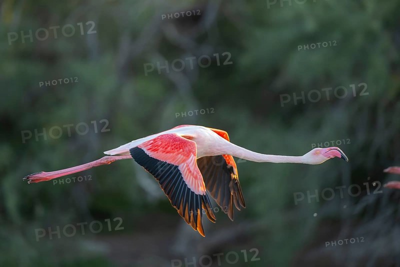Greater Flamingo (Phoenicopterus roseus) starts flying from the water at sunset, Parc Naturel Regional de Camargue, France