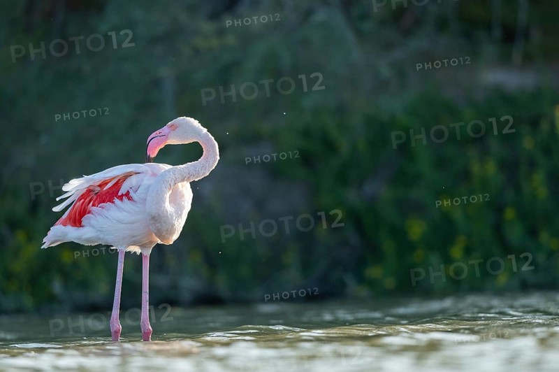 Greater Flamingo (Phoenicopterus roseus) standing in the water, Parc Naturel Regional de Camargue, France