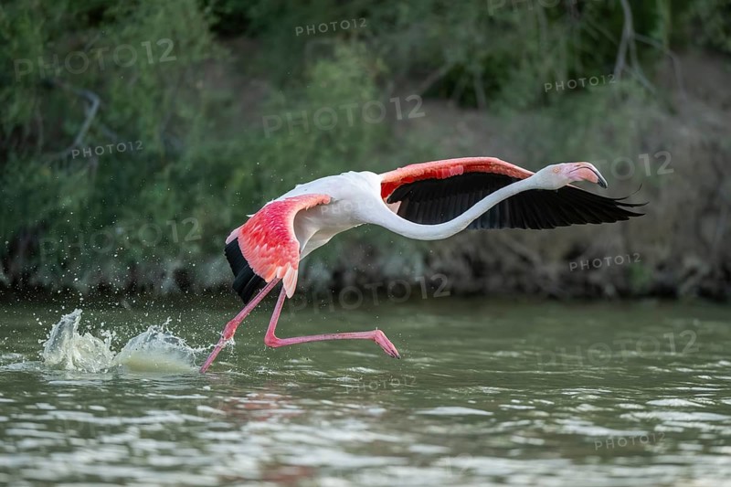 Greater Flamingo (Phoenicopterus roseus) starts flying from the water at sunset, Parc Naturel Regional de Camargue, France