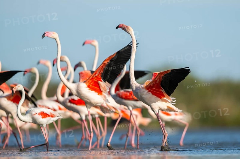 Greater Flamingos (Phoenicopterus roseus) walking in the water while shaking there wings, Parc Naturel Regional de Camargue, France