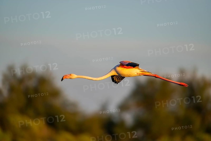 Greater Flamingo (Phoenicopterus roseus) landing at sunset, Parc Naturel Regional de Camargue, France