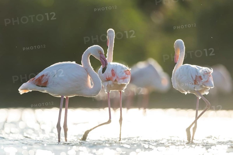 Greater Flamingos (Phoenicopterus roseus) standing in the water, Parc Naturel Regional de Camargue, France