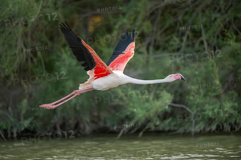 Greater Flamingo (Phoenicopterus roseus) starts flying from the water at sunset, Parc Naturel Regional de Camargue, France