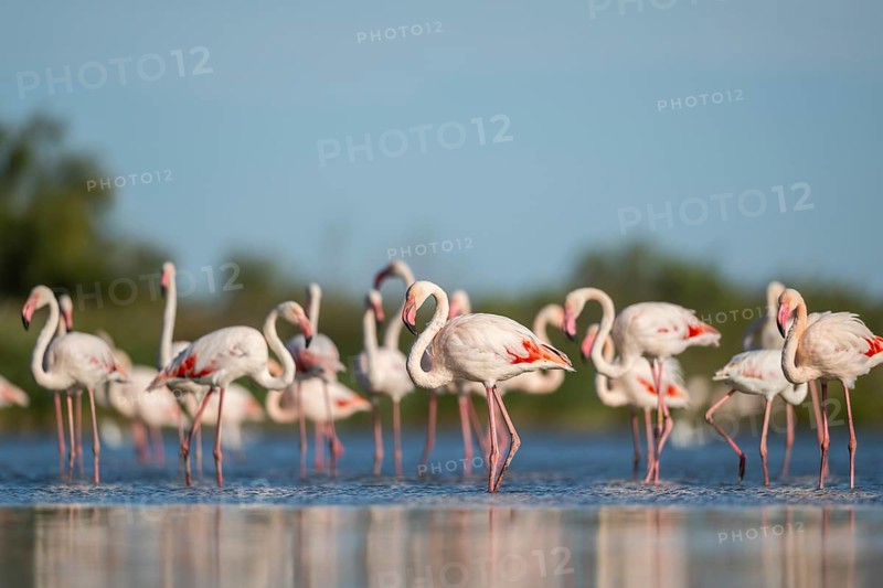 Greater Flamingos (Phoenicopterus roseus) standing in the water, Parc Naturel Regional de Camargue, France