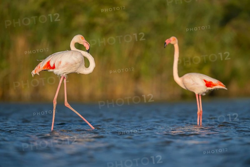 Greater Flamingo (Phoenicopterus roseus) walking in the water, Parc Naturel Regional de Camargue, France