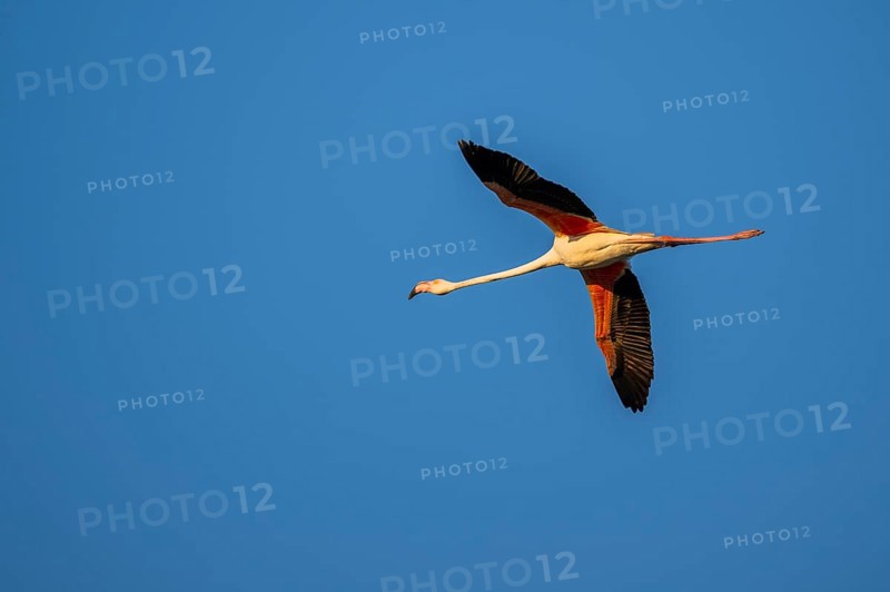 Greater Flamingo (Phoenicopterus roseus) flying in the sky at sunset, Parc Naturel Regional de Camargue, France