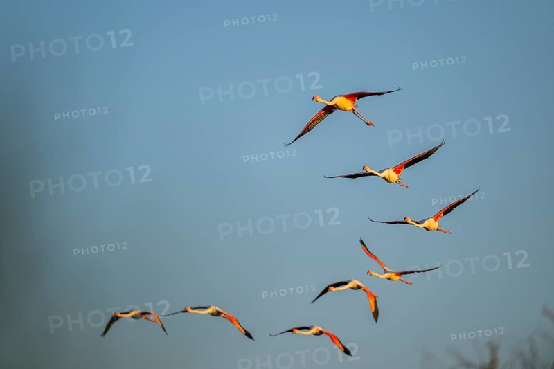 Greater Flamingo (Phoenicopterus roseus) flying in the sky at sunset, Parc Naturel Regional de Camargue, France